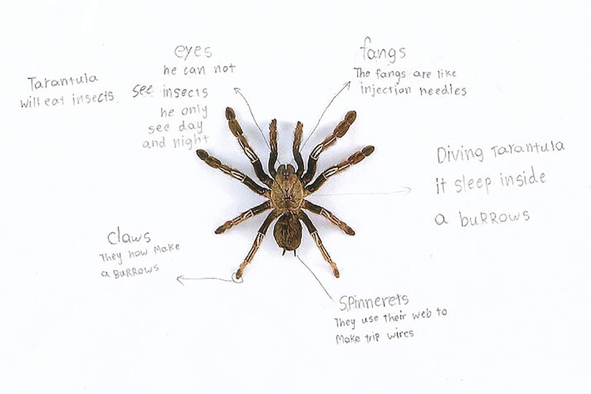 A student's diagram for a science project, featuring a tarantula on a piece of paper.