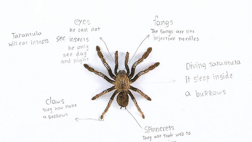 A student's diagram for a science project, featuring a tarantula on a piece of paper.