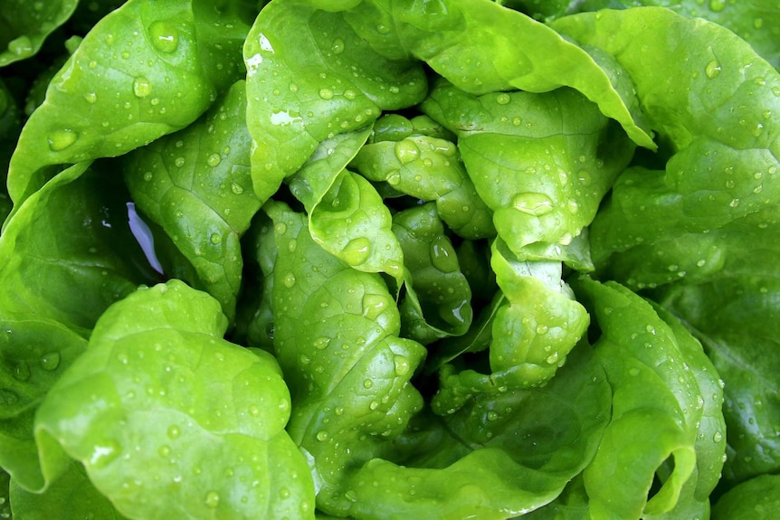 Close up shot of fresh lettuce with water droplets