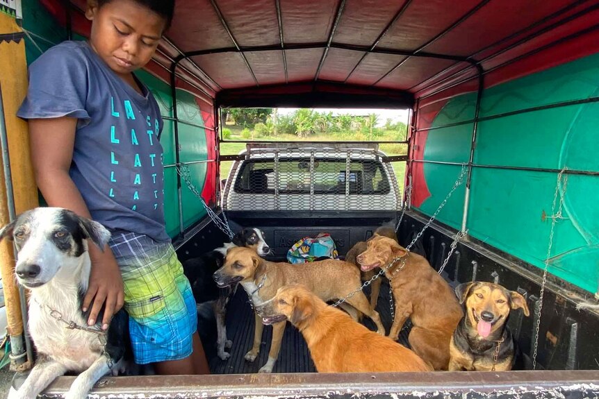 A boy stands in the back of a truck with a group of rescue dogs. 