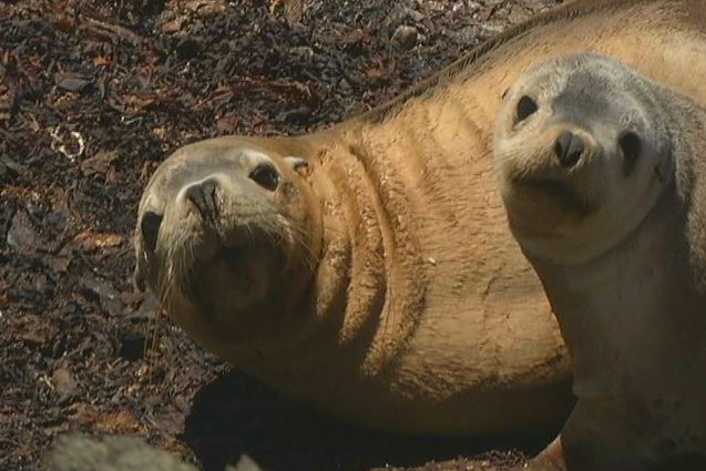 Two sea lions on a rock.