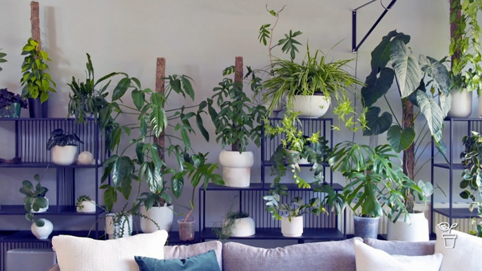 Selection of indoor plants arranged on shelves in an apartment
