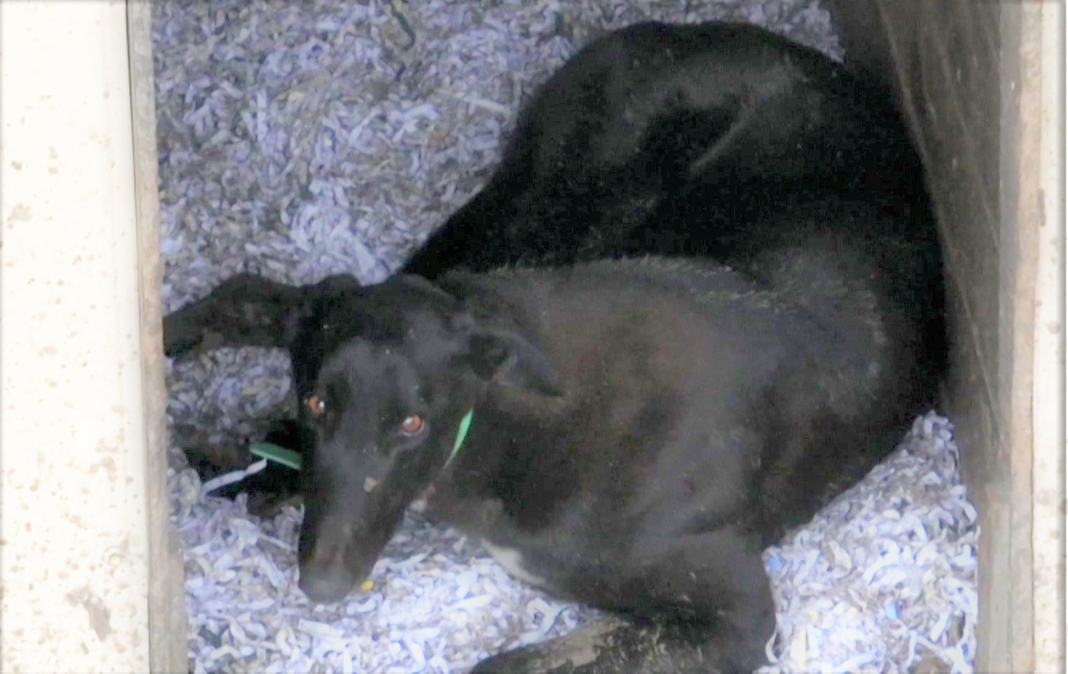 Greyhound lying on shredded paper.
