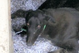 A black greyhound lying on shredded paper looks up at a camera
