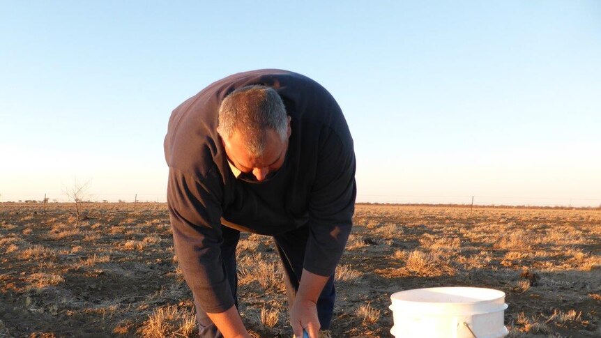 Senior weed scientist Wayne Vogler scooping up fresh cow manure with two trowels at a cattle station.