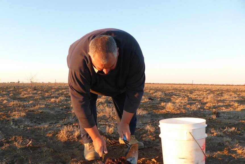 Senior weed scientist Wayne Vogler scooping up fresh cow manure with two trowels at a cattle station.