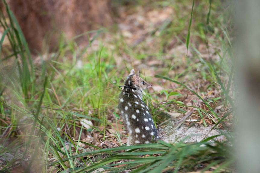 A small marsupial with brown fur and white dots on its hind legs looking over its shoulder in a grassy area