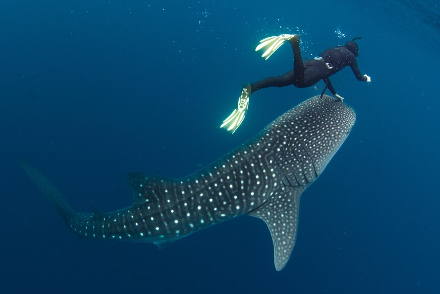 Looking from behind a diver you see their hand stretched down to the top of the mouth of a whale shark