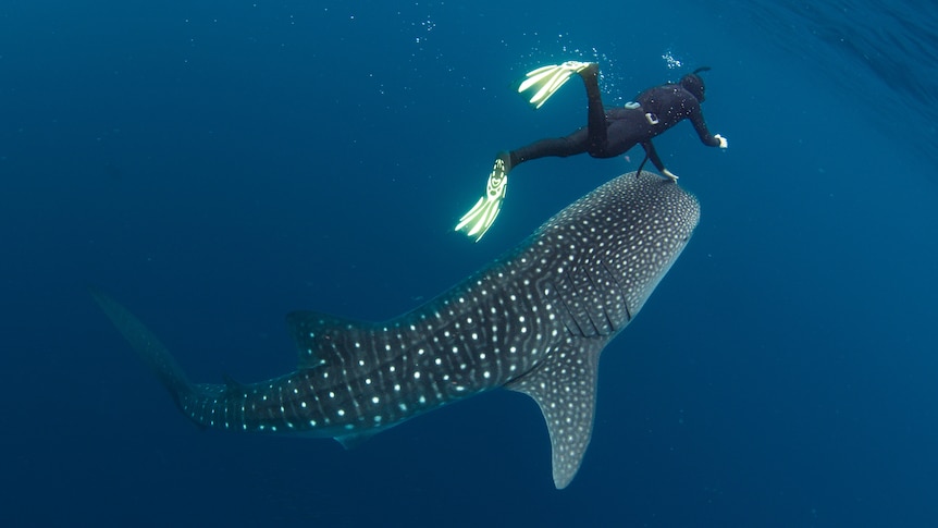 Looking from behind a diver you see their hand stretched down to the top of the mouth of a whale shark