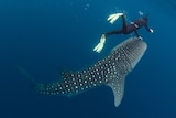 Looking from behind a diver you see their hand stretched down to the top of the mouth of a whale shark