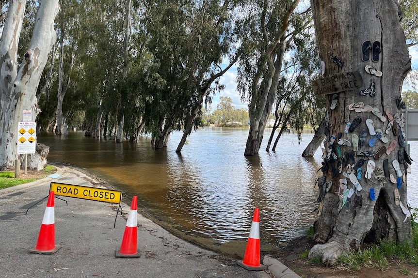 The murray river flooding
