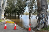 The Murray River flooding with a road closed sign, witches' hat, trees submerged in water.