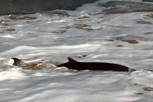 Stranded whale at Warrnambool