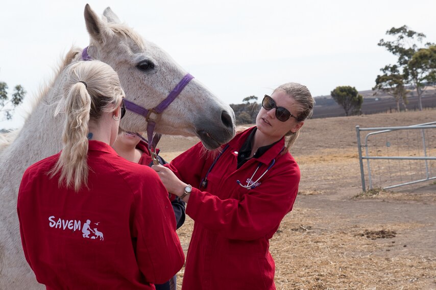 Mish Robinson and Emma Nelson check a horse for bushfire injuries.