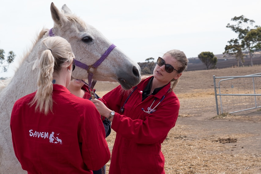 Mish Robinson and Emma Nelson check a horse for bushfire injuries.