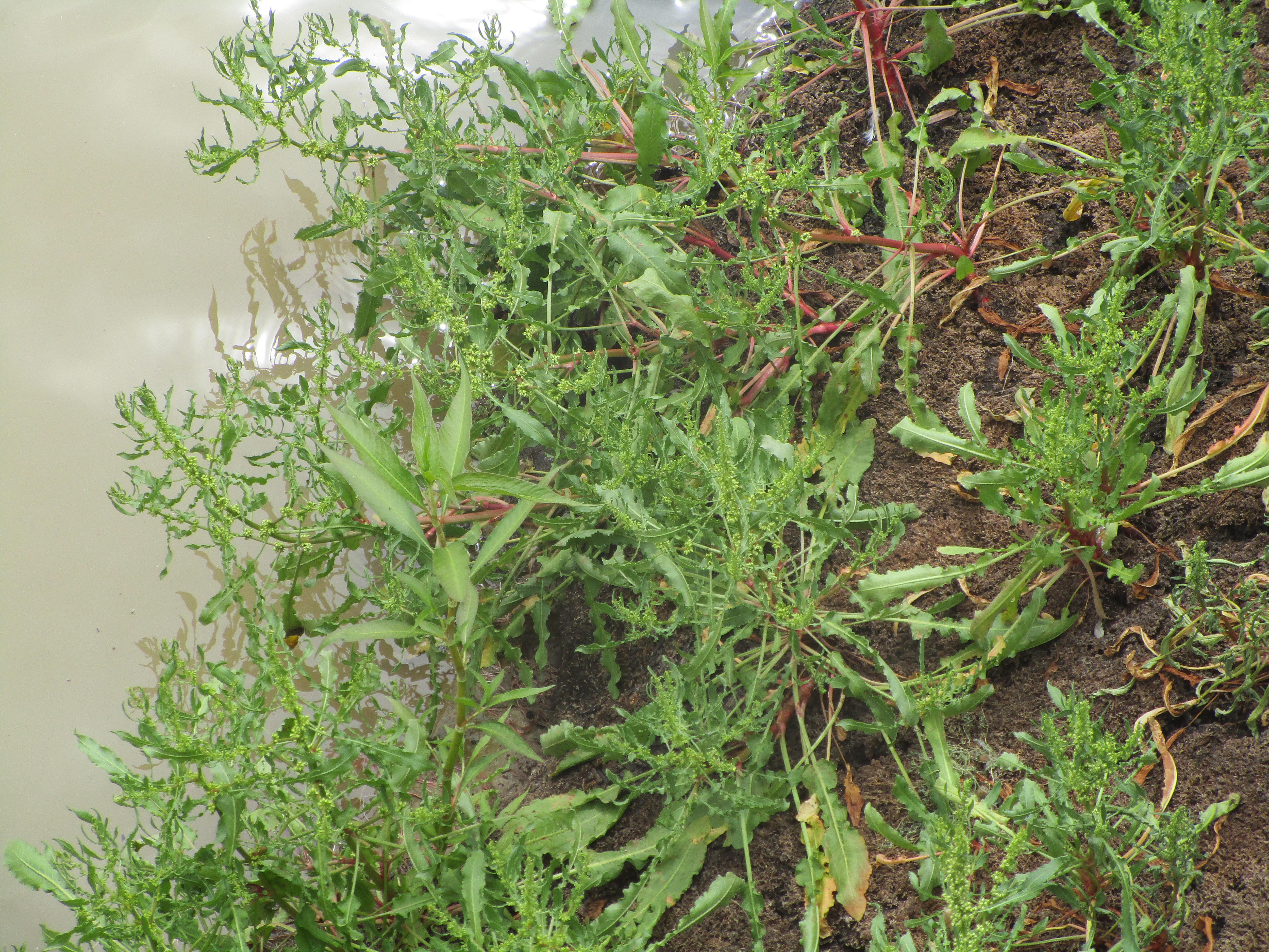 A group of green plants with spikey leaves in dirt next to a river bank