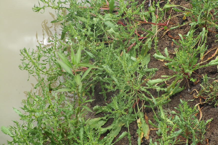 A group of green plants with spikey leaves in dirt next to a river bank