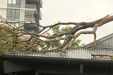 A large gum tree branch falls on the roof of Gosford Library during heavy rain.  