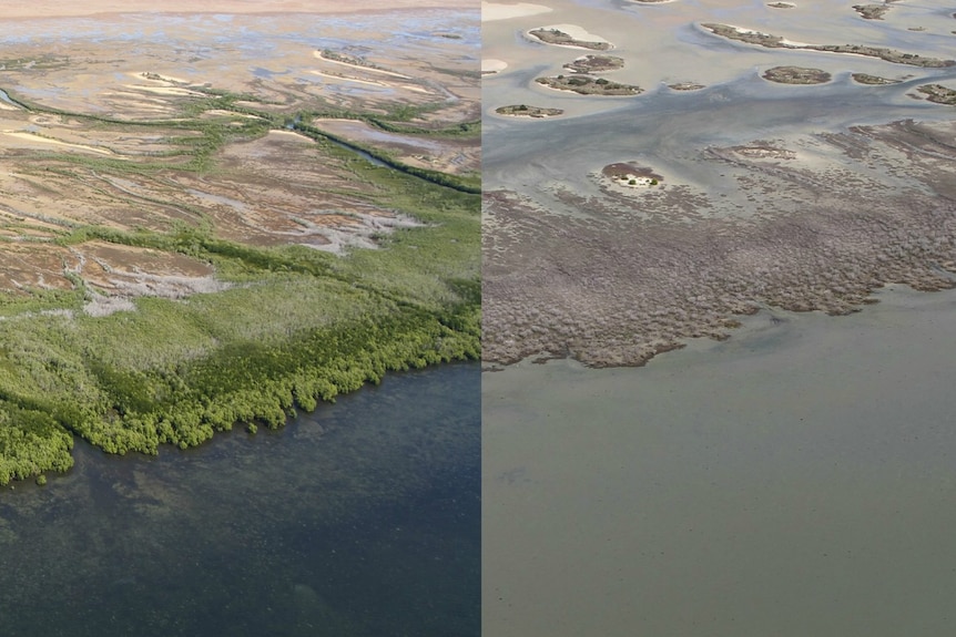 Composite image of NT mangrove dieback