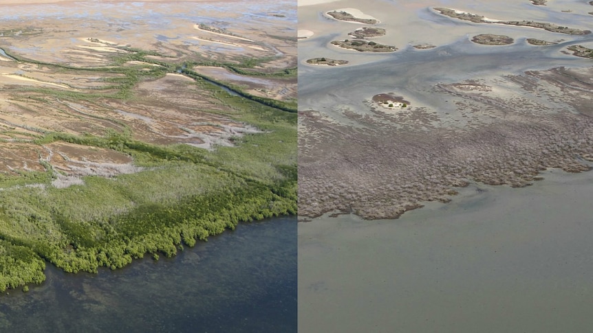 Composite image of NT mangrove dieback