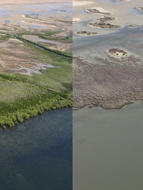 Scientists solve six-year mystery of catastrophic mangrove deaths