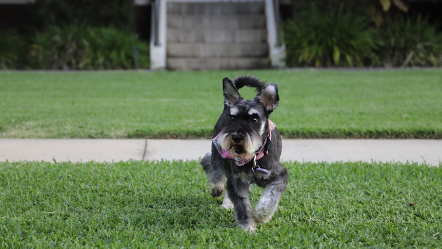 A dog wearing a bandana and running on a green lawn.