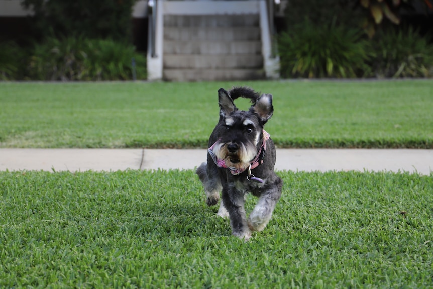 A dog wearing a bandana and running on a green lawn.