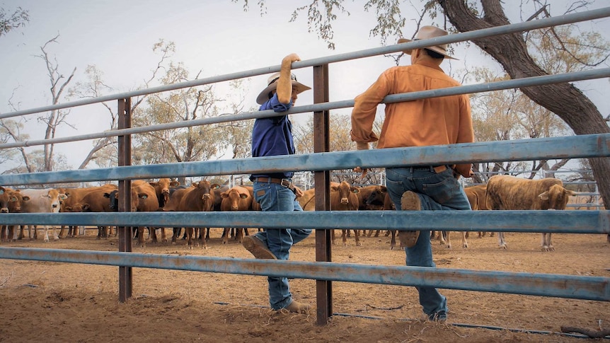 Peter Whip in cattle yard