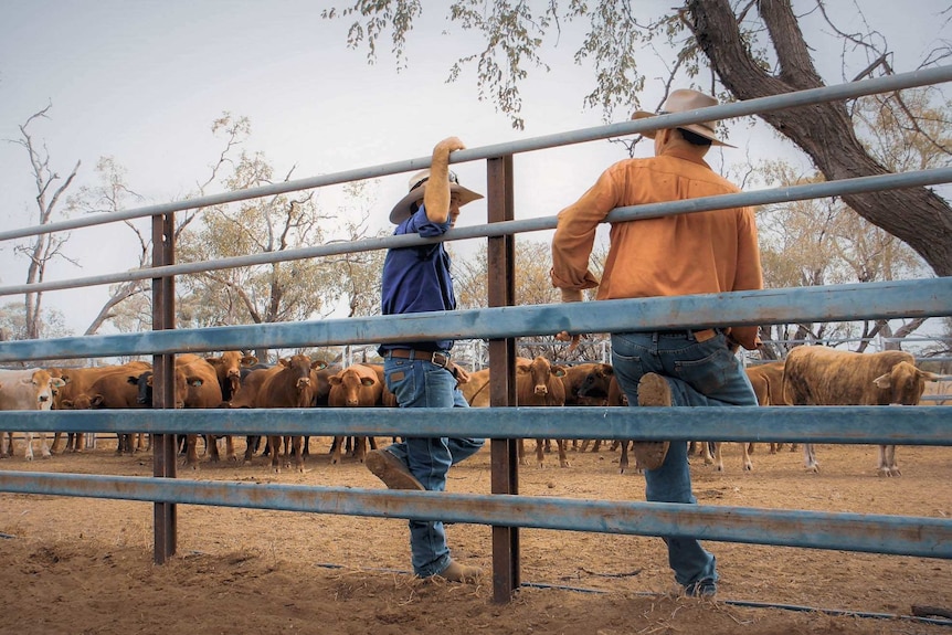 Peter Whip in cattle yard