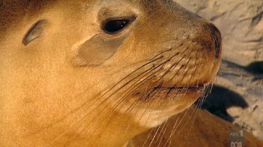 head shot of baby seal