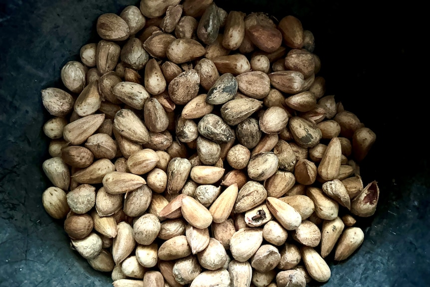 Nut kernels in a bucket.