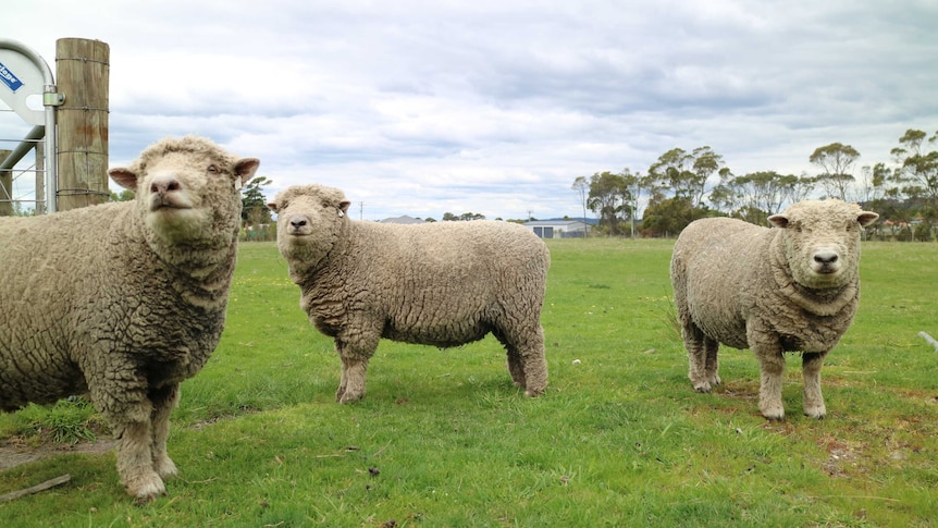 three miniature sheep standing in a paddock