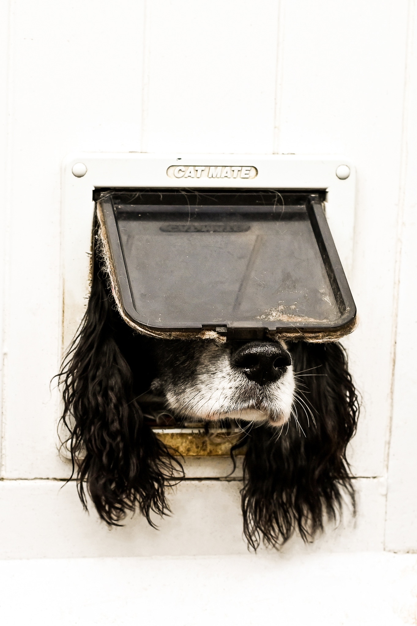 A white and black dog trying to poke its head out of a cat flap