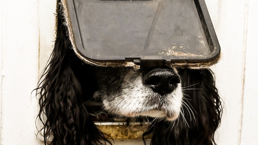 A white and black dog trying to poke its head out of a cat flap