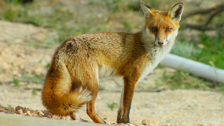 A fox sanding on a rocky surface and turning to look at the camera.