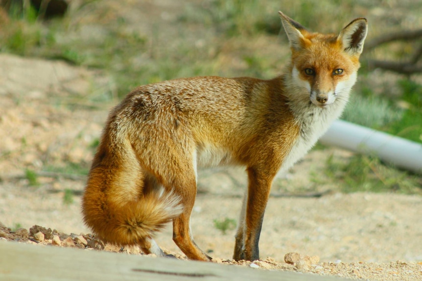 A fox sanding on a rocky surface and turning to look at the camera.