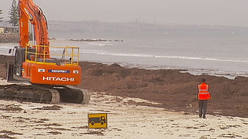 Earthmover called in to carry away seaweed