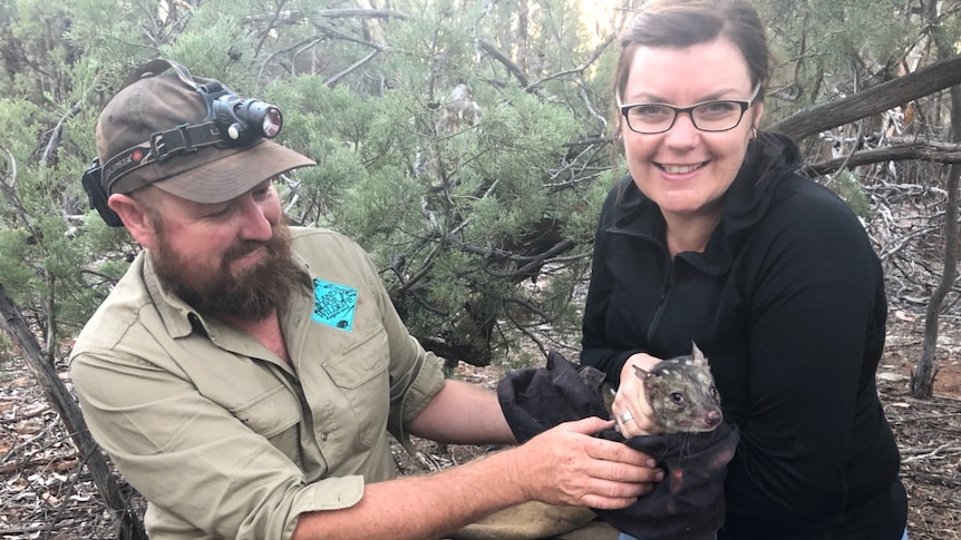 A man in khaki, a cap and head torch and a woman in black, smile in scrubland as they hold a small spotted marsupial.