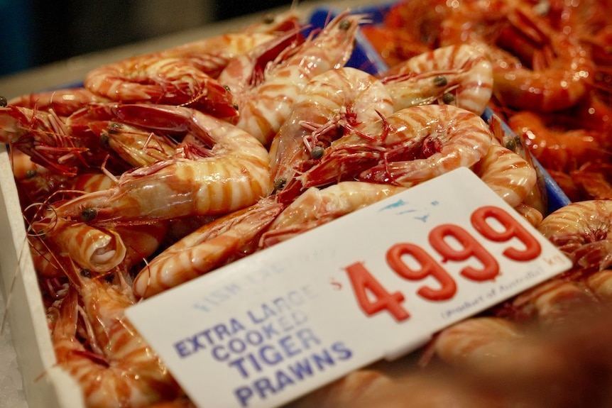 A close-up of cooked tiger prawns for sale.