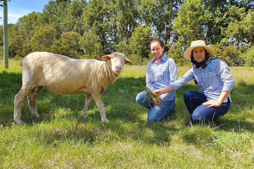 Two women squatting with sheep in a paddock 
