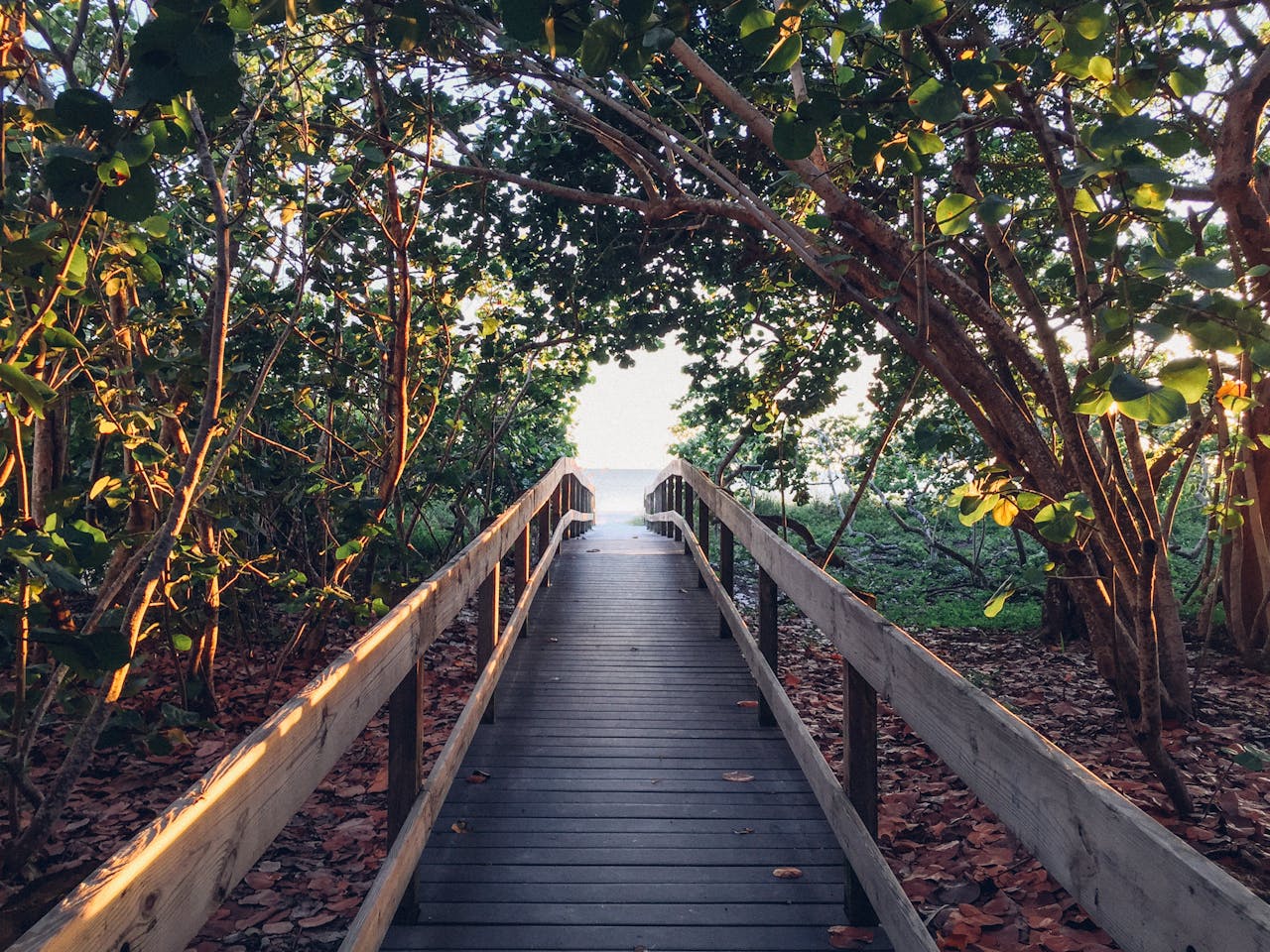 A pathway between green trees towards a body of water