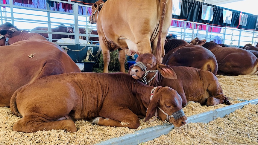 cattle lying down for a sleep on sawdust in a cattle pavilion