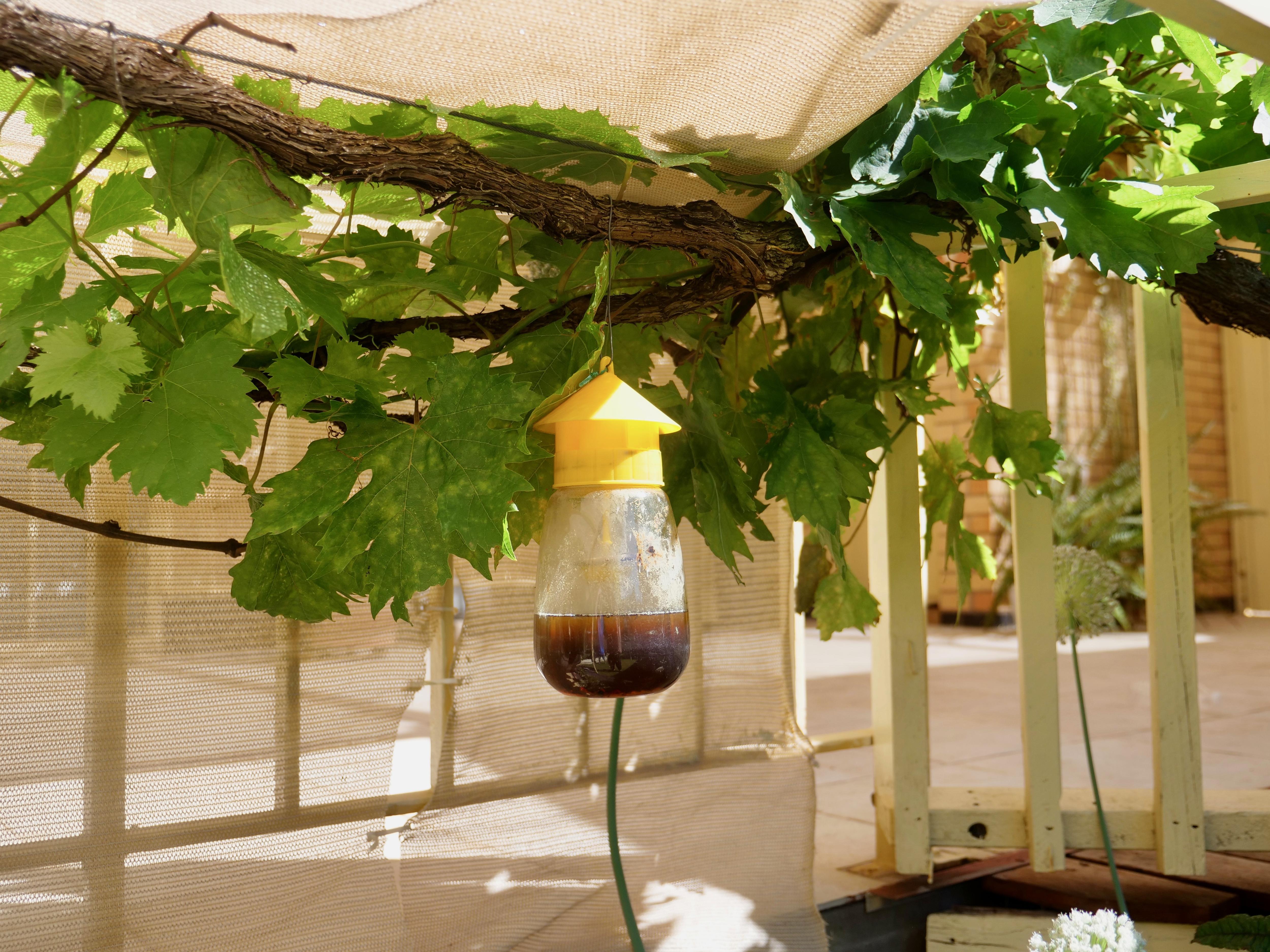 A cylindrical plastic container with a domed lid hanging on a vine in the garden, filled with dark liquid 