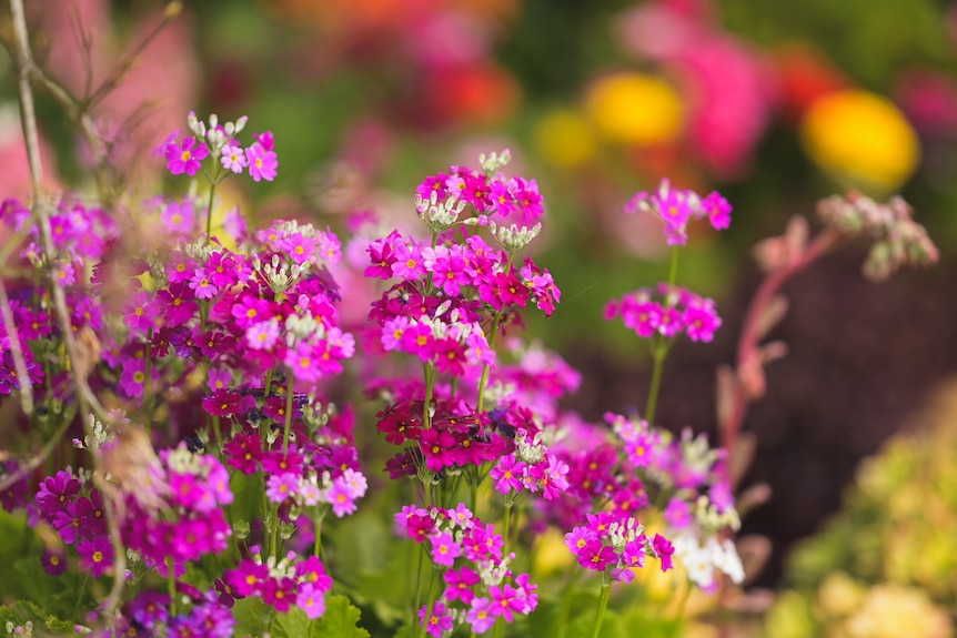 Purple and white flowers against a colourful backdrop.