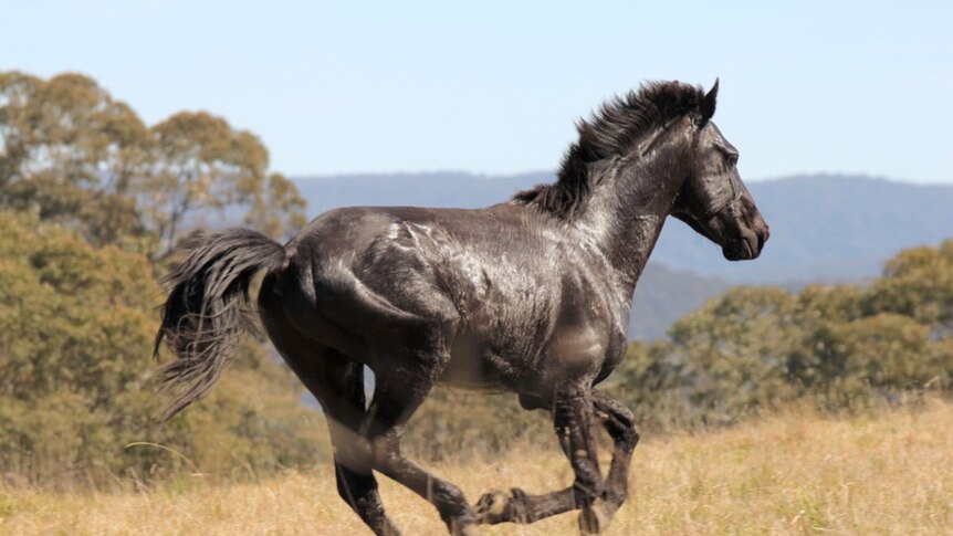A black brumby galloping in long grass.