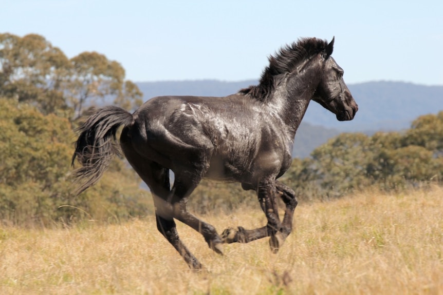 A black brumby galloping in long grass.