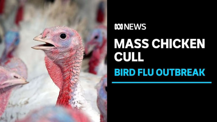 Mass Chicken Cull, Bird Flu Outbreak: Close-up of a chicken with its mouth agape looking off camera surrounded by other chickens