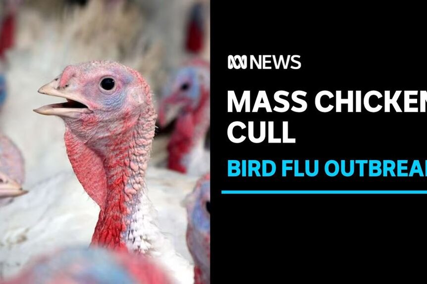 Mass Chicken Cull, Bird Flu Outbreak: Close-up of a chicken with its mouth agape looking off camera surrounded by other chickens