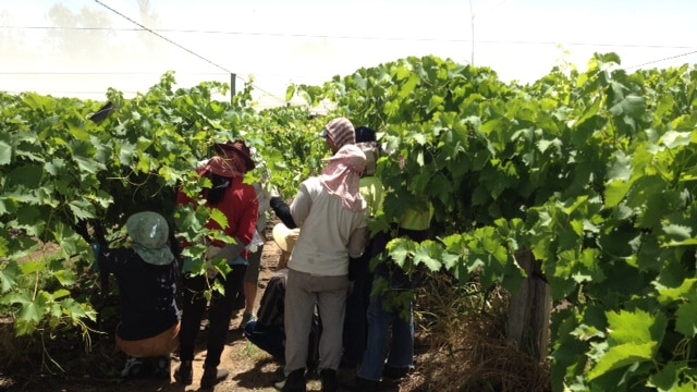 Grape pickers