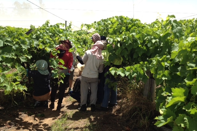 Migrant workers in grape vines